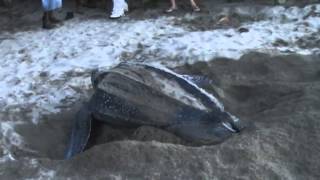 leatherback turtle laying eggs [upl. by Alicea656]