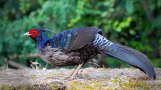 The Most Beautiful Pheasant Footage with Sound [upl. by Netsryk]