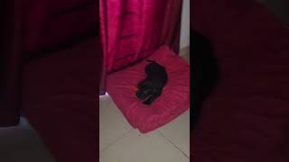 pets petlover love emotions petsvlog doglover dogpeople yputubeindia youtubeshort [upl. by Akirdnuhs291]