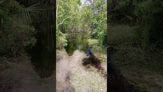 Riachuelo natural agricultura travel garden nature florida bosque [upl. by Danell371]