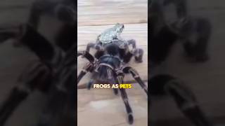 Unlikely friendship  frogs and tarantulas 🐸🕷️unlikelyfriends animalfriends [upl. by Ellecrag]