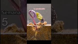 viral La Germinación de una semilla 😯🌱 shorts semillas germination plants siembra shirts wow [upl. by Nirehs]