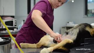 SpayNeuter Patient Care Patient Prep  Canine [upl. by Saum]