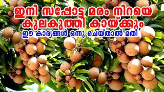 Sapota Krishi Malayalamസപ്പോട്ട നന്നായി പൂക്കാനും കായ്ക്കാനുംChikoo FarmingSapota Tree CaringTips [upl. by Fabiolas]