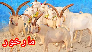 New Video 19 November 2024 Markhor Crass Breed goat Farming business in Pakistan Bakra Mandi [upl. by Olav874]