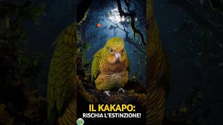 Il Kakapo Il Pappagallo Notturno che Rischia lEstinzione [upl. by Bathesda]