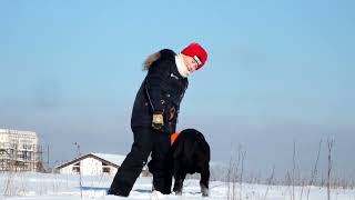 Дима играет с щенком мастино наполетано Dima is playing with a mastino napoletano puppy [upl. by Siger]