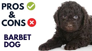 Barbet Dog Breed Pros and Cons  Barbet Advantages and Disadvantages [upl. by Osanna327]