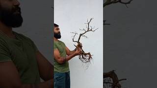 අට්ටික්කා bonsaiබදුන්ගත කිරීම💚💚 bonsai [upl. by Bram]