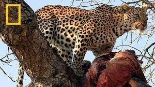 National geographic Documentary Wild YEAR OF THE CATS JAGUAR Hunting season for Leopards [upl. by Ankeny]