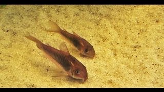 Metallpanzerwelse  Zucht und Pflege von Corydoras aeneus [upl. by Earissed715]