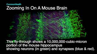 Zooming In On A Mouse Brain [upl. by Rossie179]