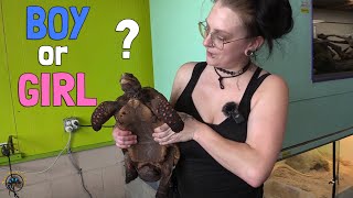 How to Tell if Your Red Foot Tortoise is a Male or a Female 🐢 [upl. by Nagorb]