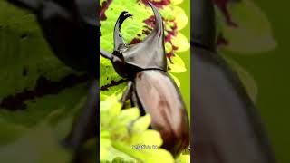 Hercules Beetle The Giant of the Insect World [upl. by Esekram]