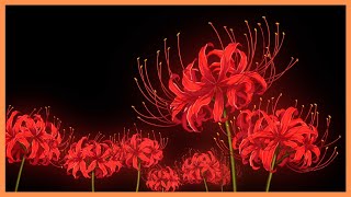 Red Spider Lily 🥀 A Flower Between Worlds [upl. by Naihr434]