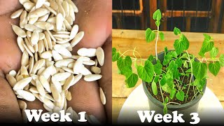 How To Grow Cucumis Melo Plant From Seed [upl. by Russia720]