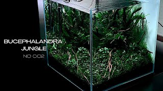 NON CO2 BUCEPHALANDRA AQUASCAPE  STEP BY STEP AQUASCAPING TUTORIAL [upl. by Mayda]