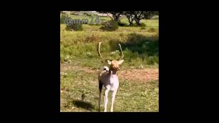 When you’re the baddest dude in town and everyone knows it 💪 wildlife ohdeer  wildlifepark cc [upl. by Lira]