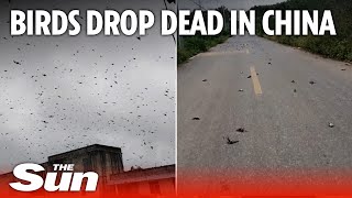 Birds drop dead out of the sky suddenly in China like a horror movie [upl. by Adehsar]