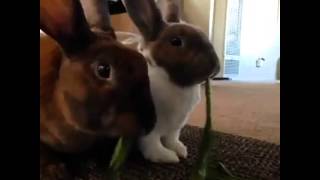 Bunnies Spaghetti Kiss  Vine Of The Day  ULTIMATE VINES [upl. by Panayiotis927]