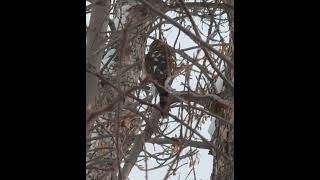 Sharp shinned Hawk at my front yard [upl. by Kerri29]