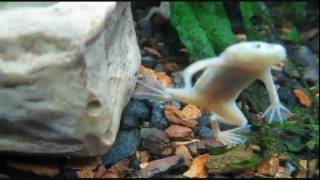 Albino Hypomelanistic Leucistic African Dwarf Frogs Do Exist [upl. by Sansone]