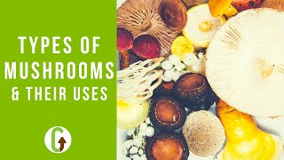 Top 20 Types Of Mushrooms amp Their Uses  GroCycle [upl. by Nosmoht]