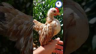 life Cycle of Chicks  1 day to 90 days  Before 🐤 and After 🐓 ytshorts littlechicken lifecycle [upl. by Enehpets]