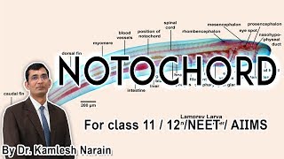 Notochord FOR class 11 12 NEET  AIIMS By DR KAMLESH NARAIN [upl. by Myrtia]