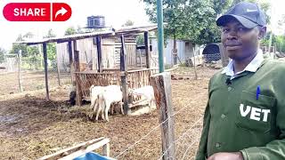 13 Year success of Dairy amp Sheep Farming in Kenya Quick Tour [upl. by Nauht]