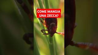 COME MANGIA UNA ZECCA curiosità zecche [upl. by Lazaro]