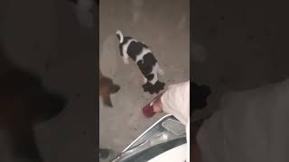 Dog food video feeding doglover feedingstraydogs [upl. by Anelet]