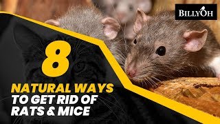 8 Natural Ways to Get Rid of Rats amp Mice Without Harming Them  Humane Home Remedies For Pests [upl. by Alilak]