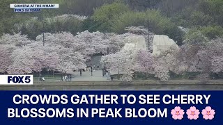 Crowds Gather to See DC Cherry Blossoms in Peak Bloom 🌸🌸🌸 [upl. by Eugenius]