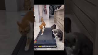 Run run 😂 🐈‍⬛ catbaby kittylife catlife catlover fyp [upl. by Baillieu710]