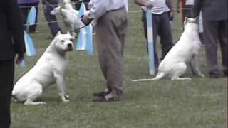 Dogo Argentino Expo Mundial CordobaAVI [upl. by Aymik274]