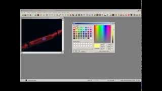 ImagePro Plus Apply Calibration Marker [upl. by Dobbins]