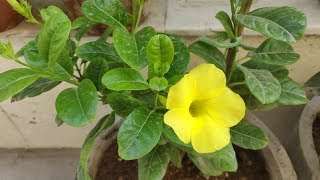 How To Grow amp Care Allamanda Plant  Golden Trumpet in Pots  Allamanda Plant Care [upl. by Yorick]