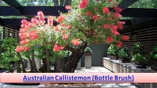 Australian Callistemon Bottle Brush [upl. by Suollecram724]