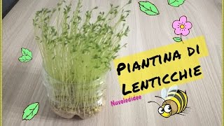 Tutorial Piantina di Lenticchie Super Economica e facile da realizzare [upl. by Kean]