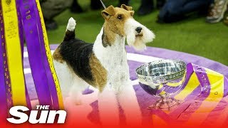 King the wire fox terrier who won Top Dog at Westminster dog show [upl. by Sidalg]