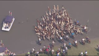 Virginias 99th annual Chincoteague Pony Swim [upl. by Raphael190]