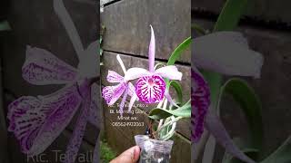 Cattleya Rlc Tetralip Junko x Bl Morning Glory orchid flowers anggrek shorts [upl. by Althee257]