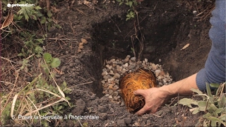 Planter une clématite [upl. by Hamforrd]