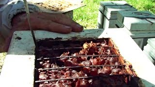 How to Collect Honey from a Stingless Bee Hive  Sugarbag Native Bees [upl. by Adnahsor725]