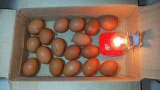 BEST Incubator For Chicken Eggs With 100 Efficiency  Chicken Hatchery  Chicken Egg Incubator [upl. by Havelock]