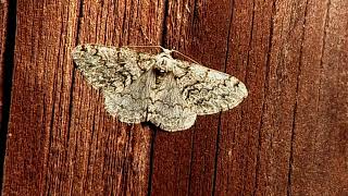 Engrailed moth Ectropis crepuscularia [upl. by Aneen688]