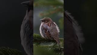 A Small Brown Bird Finds Happiness in a Cozy Birdhouse  Sparrow Delight [upl. by Garrity]