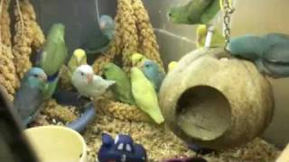 Group of Pacific Parrotlet Birds [upl. by Leon]