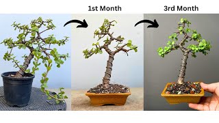 Making Bonsai Tree  Restoring  Jade Plant  Asmr  Repotting  Pruning  Portulacaria Afra [upl. by Assenej857]